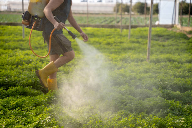 Best Pest Control Near Me  in Bells, TX